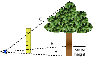 Estimating